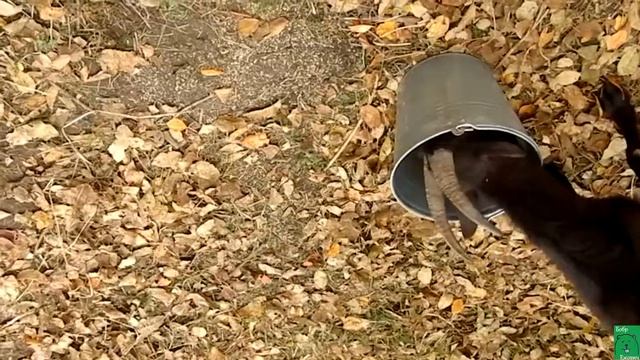 Как понять козу. Козий характер. Уход за козами это просто смотреть онлайн