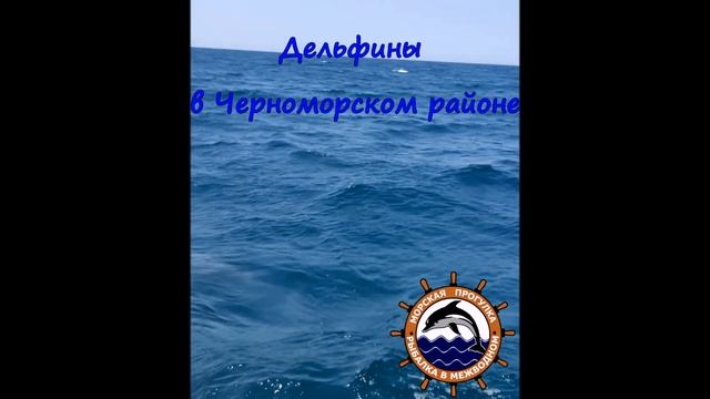 Дельфины в Черноморском районе