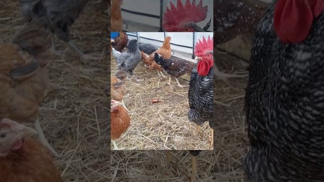 Знакомьтесь - куры Чешский доминант- многообразие окраски смотреть онлайн