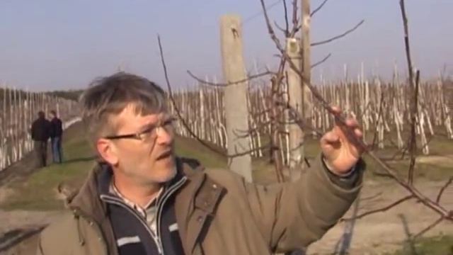 Мнение специалистов о применении Регалиса в садах