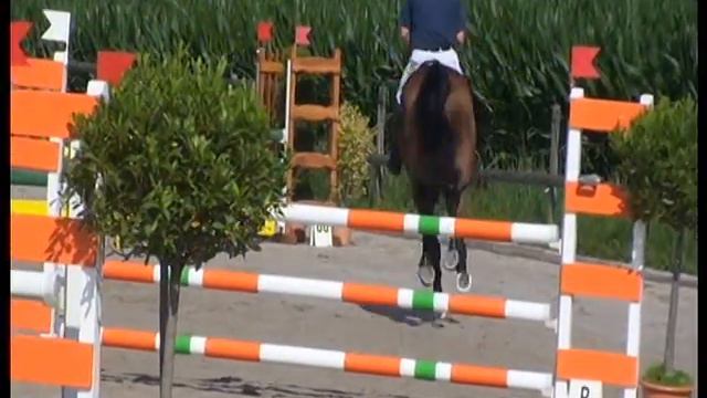 Heiniger-Pferde.com 5j. Hann. Wall. von Stolzenberg x Escudo смотреть онлайн