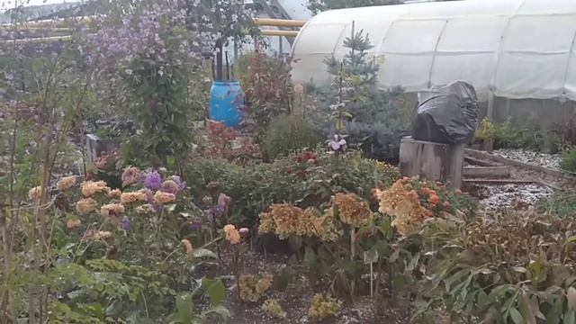 ВРАГУ НЕ ПОЖЕЛАЕШЬ ТАКОЙ ПОГОДЫ ?УЖАС ПРОСТО ? РАБОТА В САДУ.ОБЗОР САДА . смотреть онлайн