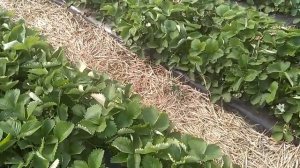 Схема посадки клубники.