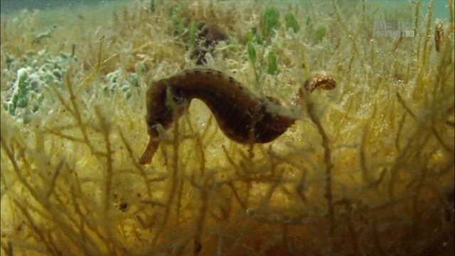 Благодаря чему морские коньки (род Hippocampus) являются одними из лучших хищников на планете? смотреть онлайн