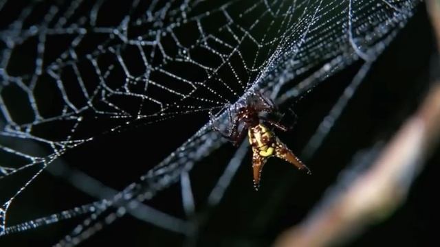 Crab Spider Vs Spiny Orb Weaver | MONSTER BUG WARS