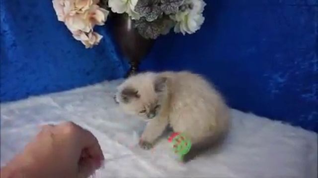 Noland - Blue Colourpoint Mink Male Ragdoll from www.RagdollKittens.net смотреть онлайн