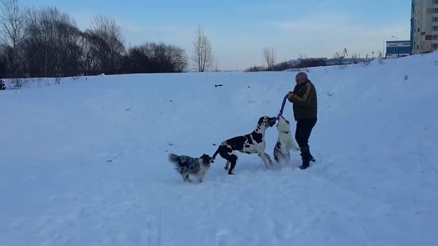 Бедный пуллер смотреть онлайн