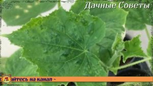 От этой подкормки ОГУРЦЫ завалят вас урожаем Как получить ранний урожай хрустящих ЗЕЛЕНЦО