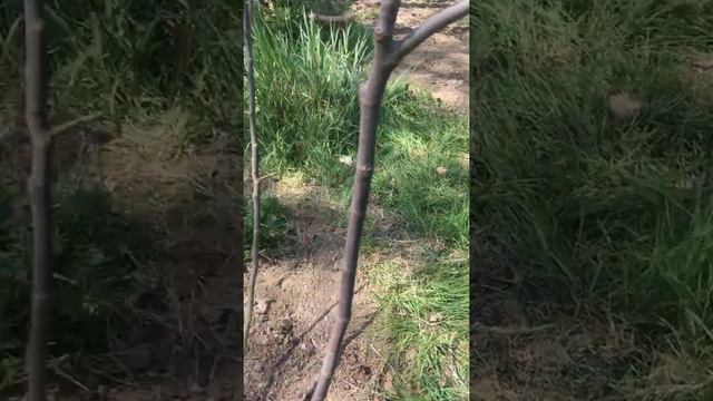 Инжиры без укрытия на зиму смотреть онлайн