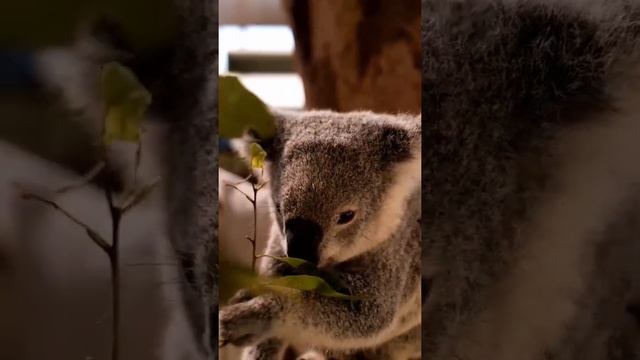 коала. сумчатый медведь. смотреть онлайн