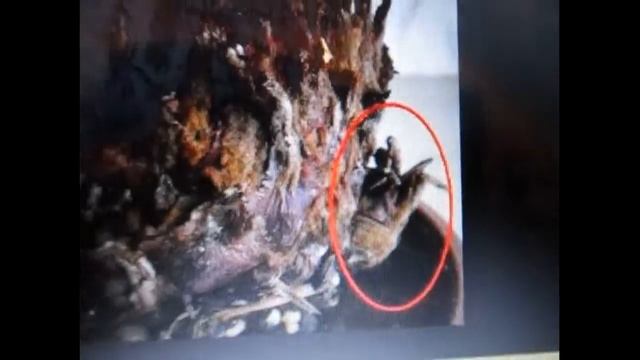 "Цикас-1. Саговник, саговая пальма - тропический красавчик! Большой обзор" смотреть онлайн