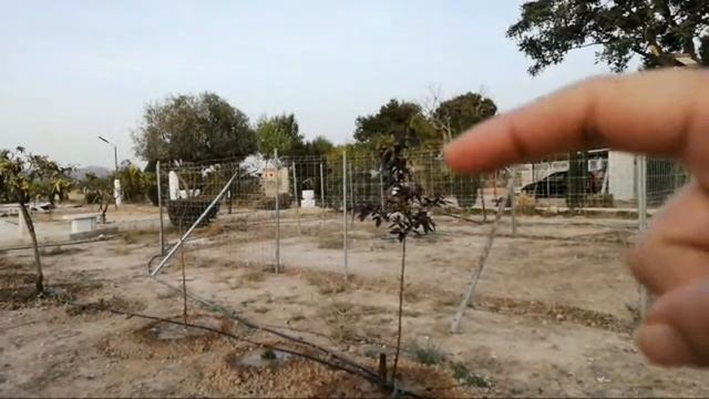 "¡Un jardín lleno de vida! Regando nuestros árboles frutales ???" смотреть онлайн