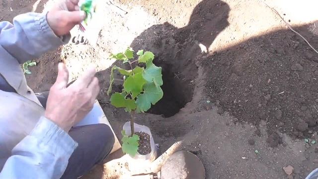 Посадка, вегетирующих саженцев винограда, Башкортостан смотреть онлайн