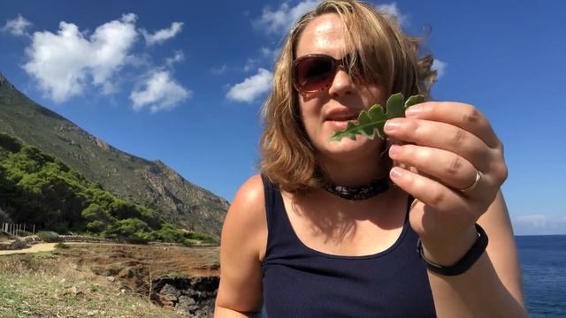 Glaucium flavum: a medicinal plant for bruises смотреть онлайн