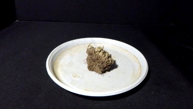 Иерихонская роза распускается и снова вянет смотреть онлайн