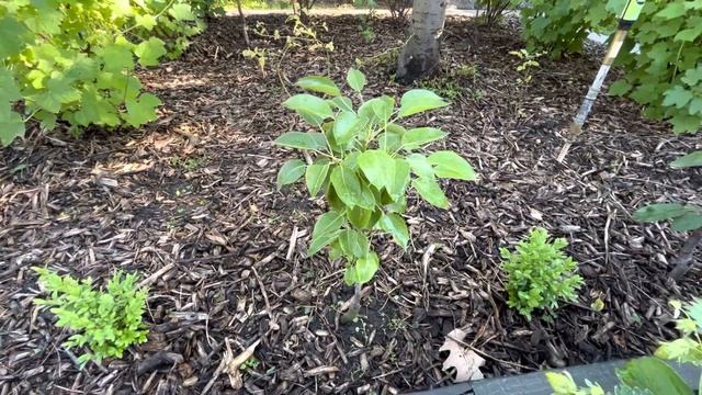 ЗАБЛАГОВРЕМЕННАЯ ЗАМЕНА ПЛОДОВЫХ ДЕРЕВЬЕВ! ПОСЫЛКА С САЖЕНЦАМИ ПЕРСИКА, АБРИКОСА, СЛИВЫ! смотреть онлайн