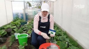 Кормим огурцы просто и эффективно. Первая подкормка огурцов в теплице по листу после высадки.