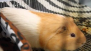 Воняют ли морские свинки? / SvinkiShow