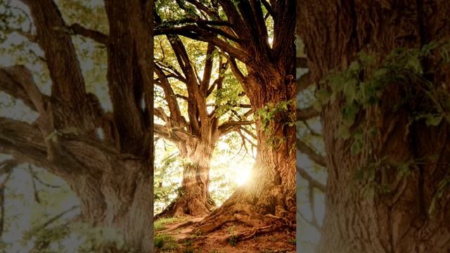 Trees / Forest Leaves / Sunrise.shorts/деревья /лес.листья/восход солнца.