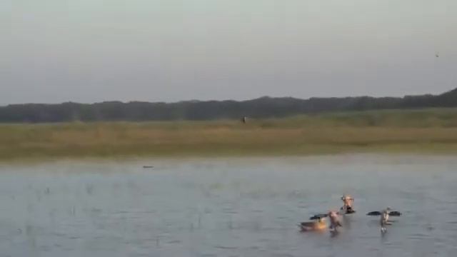 Охота на утку _v16 смотреть онлайн