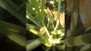 Кабачок Искандер   F 1