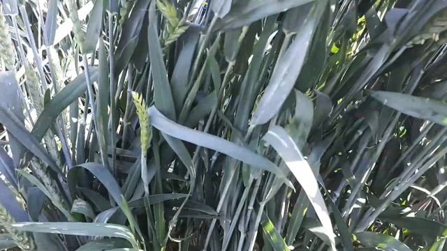 Обзор сортов озимой пшеницы Караван, Кавалерка, Еланчик, Дуплет, Ваня! смотреть онлайн