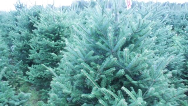 16 031 Пихта Фразера срезанная 1.50 – 1.75 м. смотреть онлайн