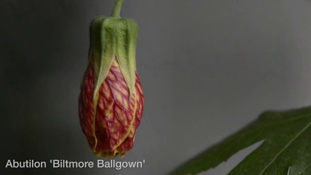 In the Garden with Doug Oster: Houseplants clean the air of toxins смотреть онлайн