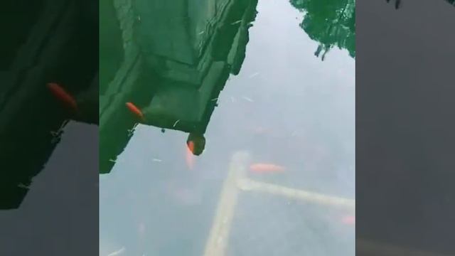 Испания .барселона.Парк-лабиринт смотреть онлайн