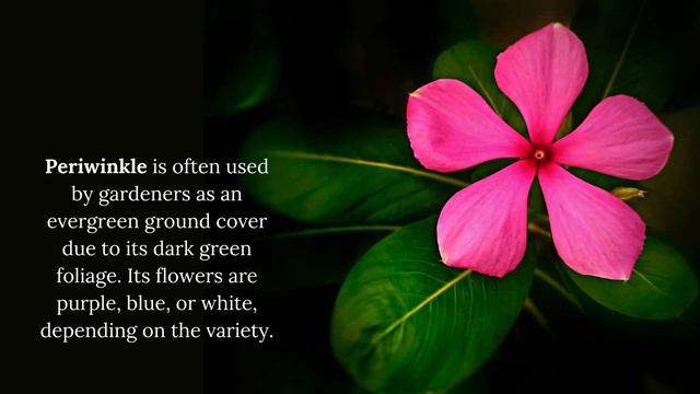 Most Popular Types of Flowers | Pick Yours смотреть онлайн