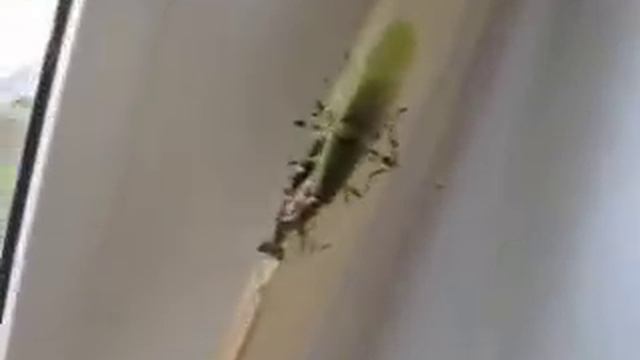 Спаривание богомолов (Creobroter gemmatus) смотреть онлайн