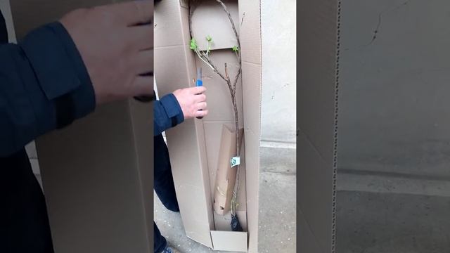 Растения от Агро-Маркет Смородина белая штамбовая и кумкват. смотреть онлайн