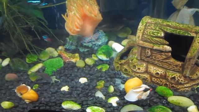 Ампулярия в моем аквариуме.