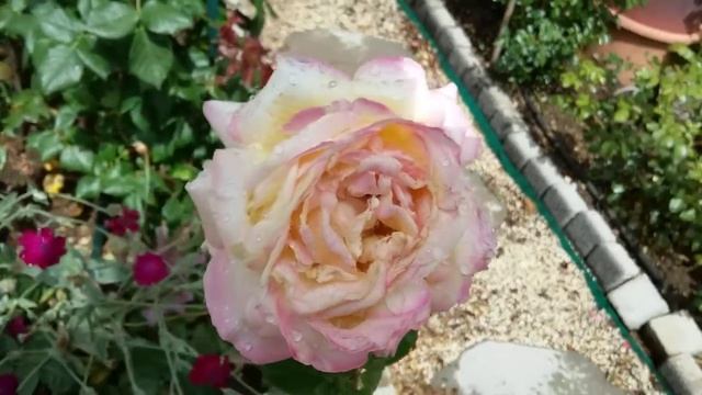 Роза рапсодия ин блу и клематисы. смотреть онлайн