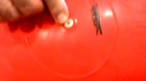 КАК НАДУТЬ РЕЗИНОВОГО ОСЛИКА ПРЫГУНА | надуваем игрушечного резинового ослика | КАК?