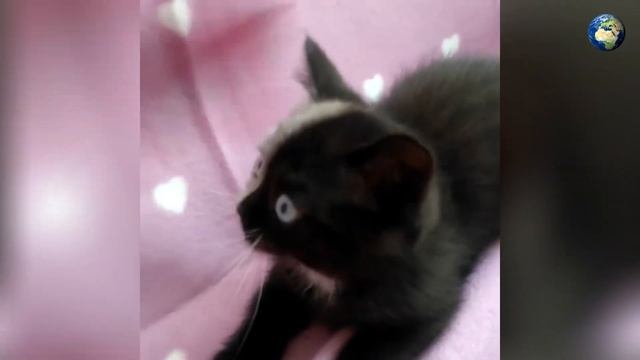 Двуликий кот с серо-чёрной мордой стал звездой в Сети смотреть онлайн