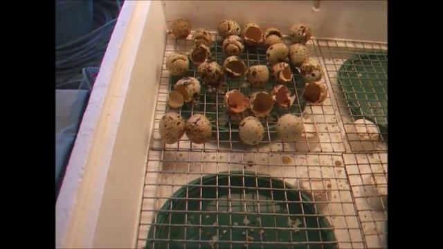 Помогать или не помогать перепелятам при вылуплении в инкубаторе смотреть онлайн
