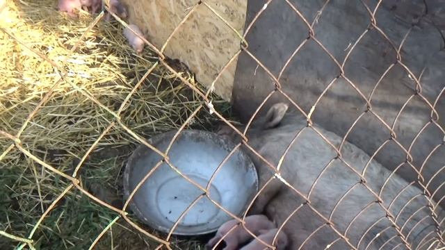 блог, летние домики,завтрак, и много другого, влог № 361 смотреть онлайн