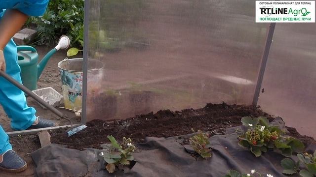 Посев редиса осенью. Выращивание редиса в теплице осенью. смотреть онлайн