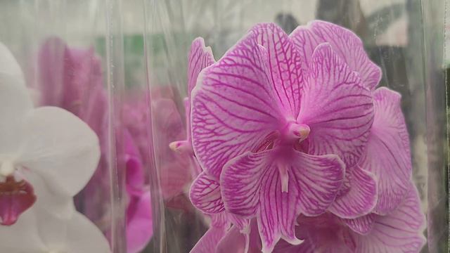 №706/ СВЕЖАЯ поставка ОРХИДЕЙ в ПЛАНЕТА ЛЕТА смотреть онлайн