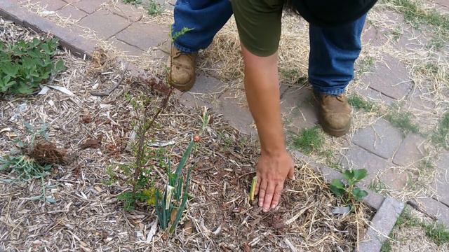 Mid July Garden Tour Part one of two: Elephant Trunk Amaranth!! смотреть онлайн