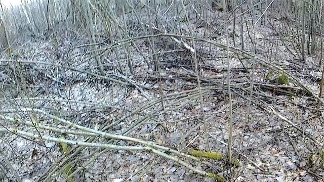 Сбор берёзового сока 2019 смотреть онлайн