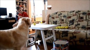 Золотистый ретривер и дети.