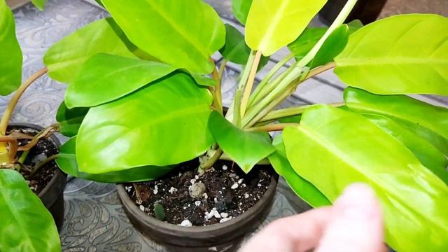 комнатные растения//обзор коллекции Филодендронов/ смотреть онлайн