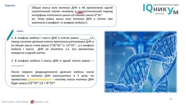 27 задачи на фазы мейоза смотреть онлайн