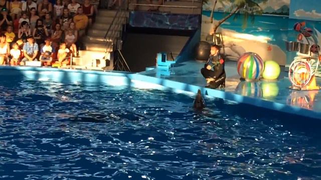 Dolphins зажигательное шоу дельфинов в Сочи Парке смотреть онлайн
