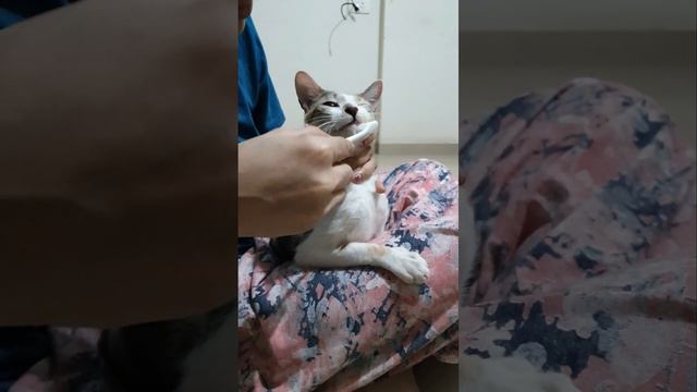 molly the cat смотреть онлайн