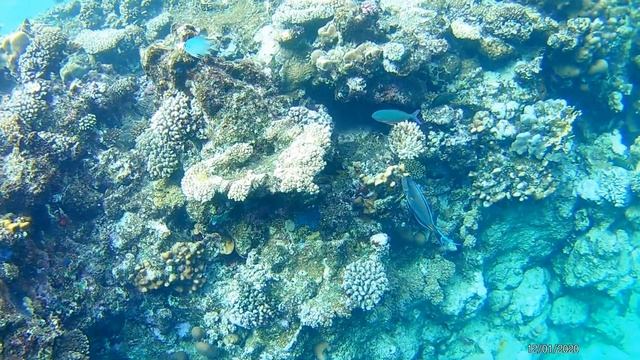 Otium Family Amphoras Beach (ex. Shores Amphoras)5*  Январь 2020 ШАРМ ЭЛЬ ШЕЙХ, бухта без ветра