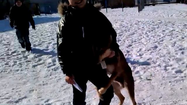 Сабаки атакуют смотреть онлайн