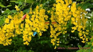 Акация желтая Карагана древовидная ? обзор: как сажать, саженцы акации Карагана древовидная